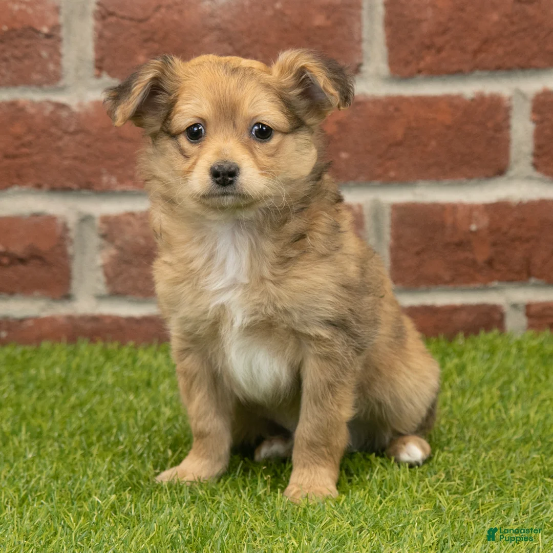 Chihuahua dogs for sale: Bentley - Ad 2