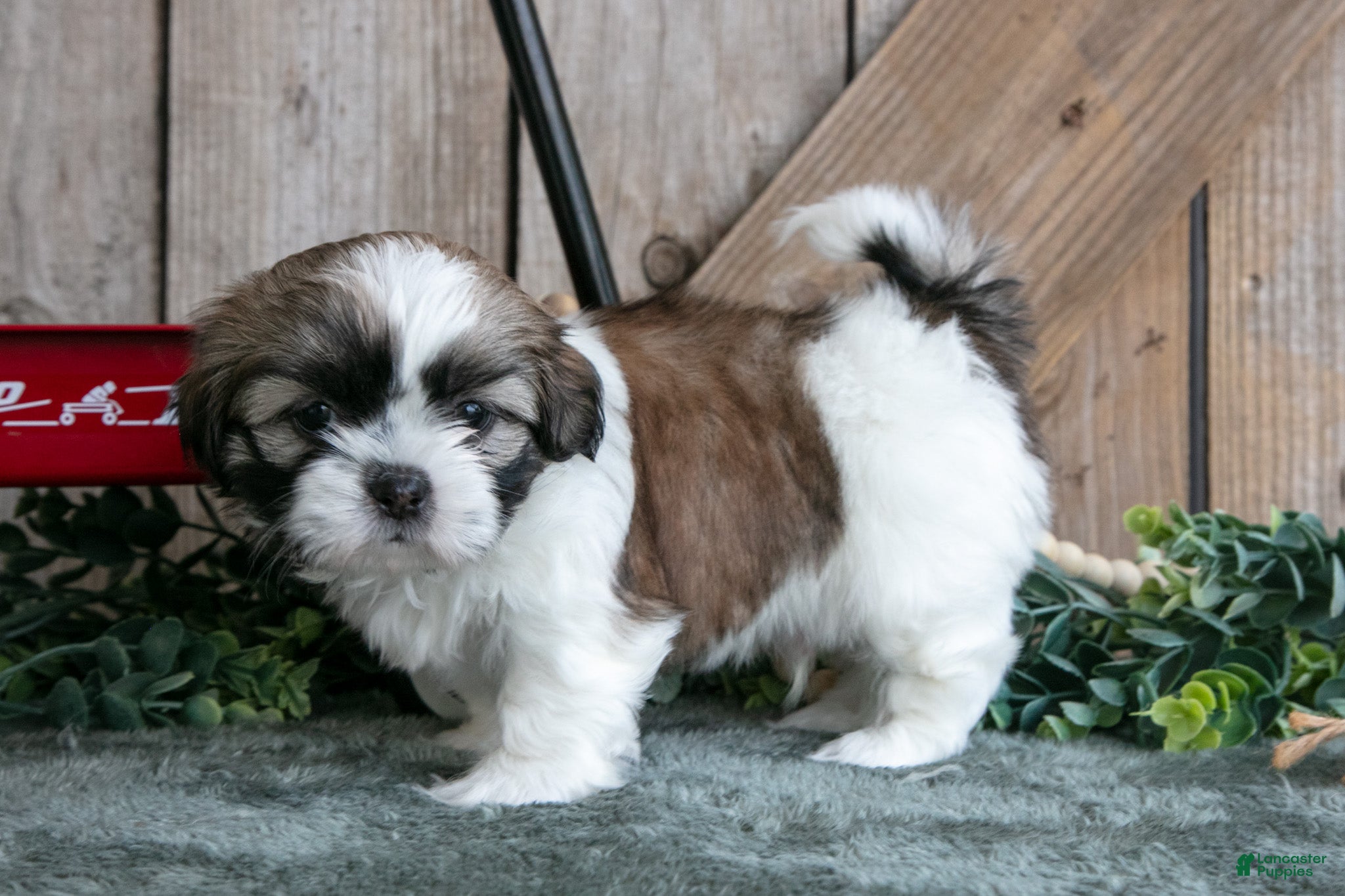 Shih Tzu dogs Jorge - Ad 1
