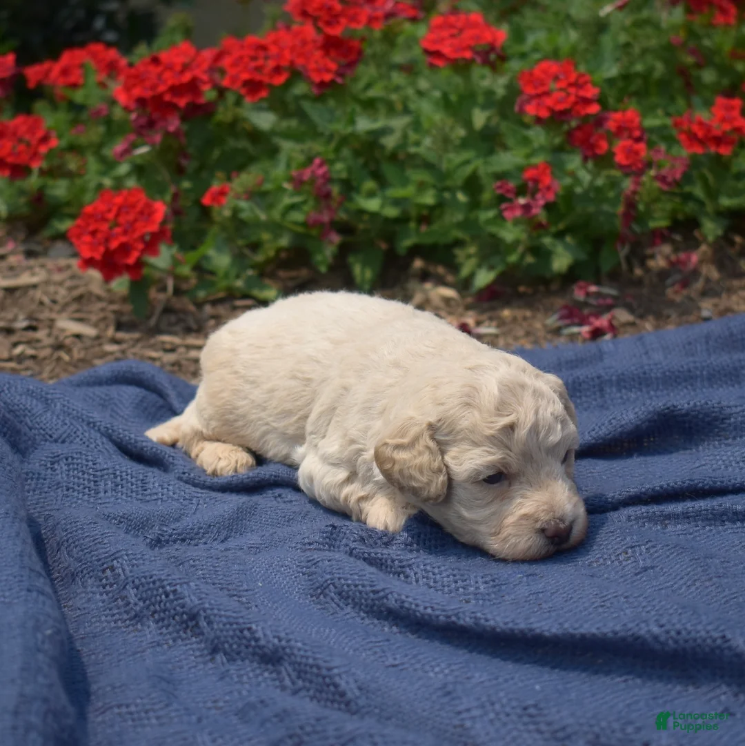 Bichpoo dogs for sale: Putter - Ad 6