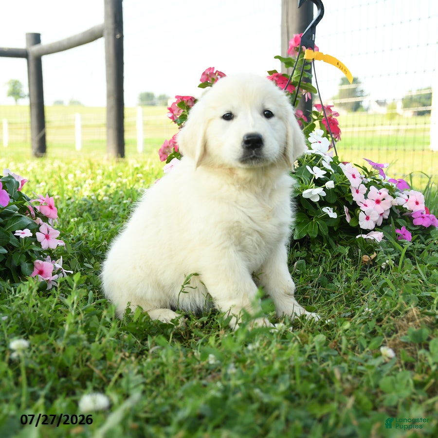 Golden Retriever dogs Birch - Ad 2