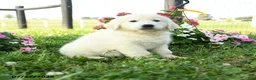 Golden Retriever dogs for sale: Birch - Ad 2