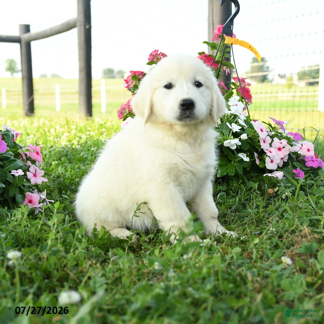 Golden Retriever dogs for sale: Birch - Ad 2