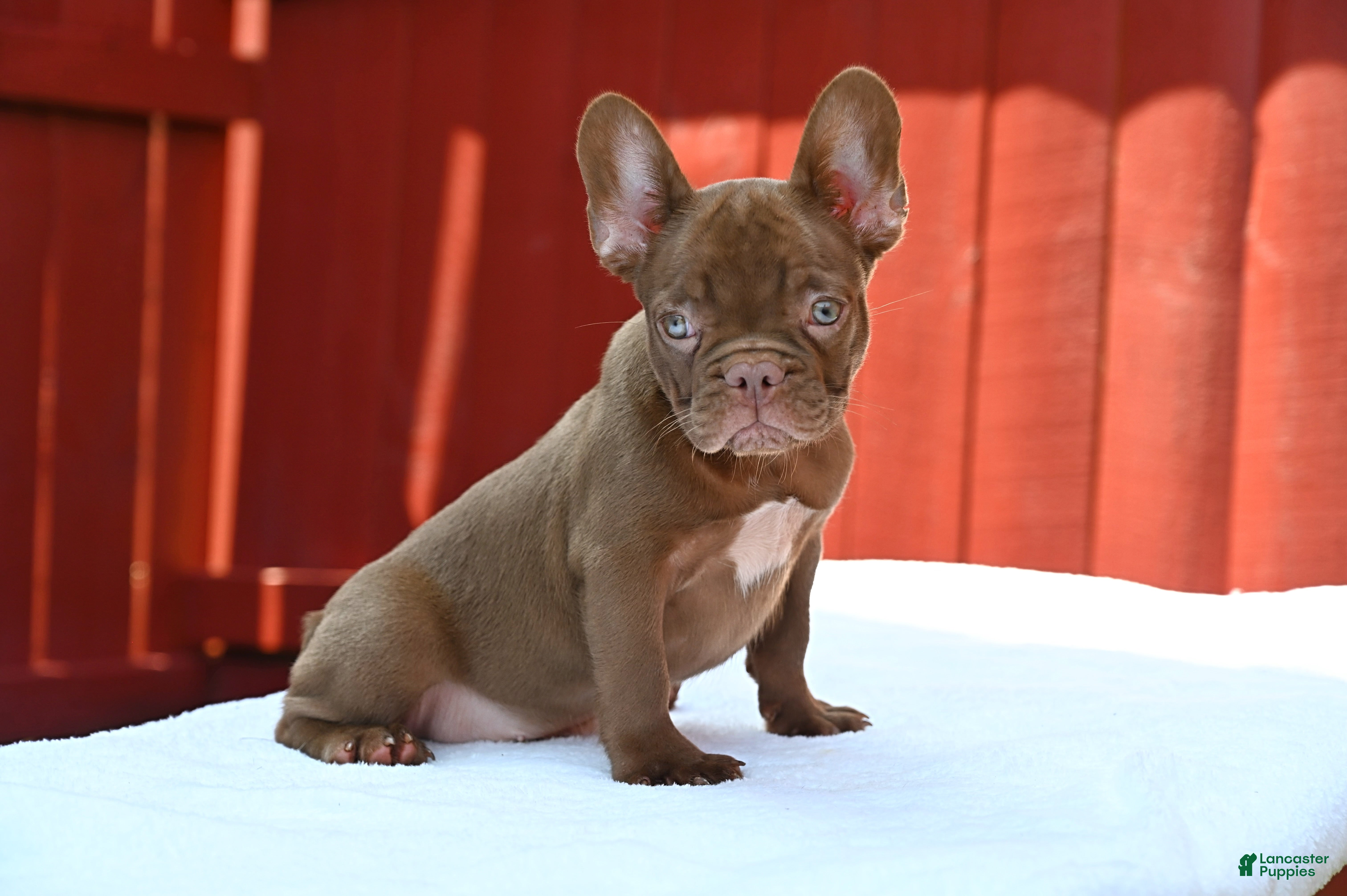 French Bulldog dogs Golden kid - Ad 1