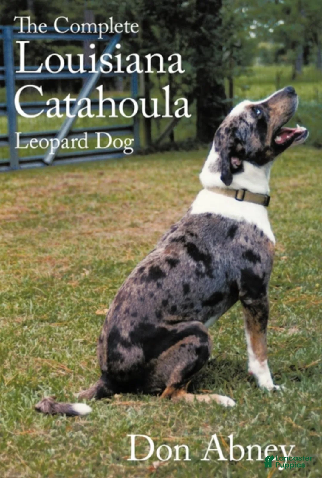 Catahoula Leopard Dog dogs for sale: Tala 2025 Female 2 - Ad 24
