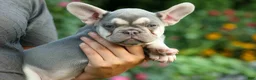 French Bulldog dogs for sale: Stella🌸 - Ad 9
