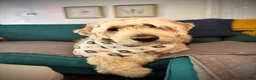 Goldendoodle dogs for sale: Goldendoodle 4 - Ad 1