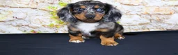 Miniature Dachshund dogs for sale: Avery - Ad 18