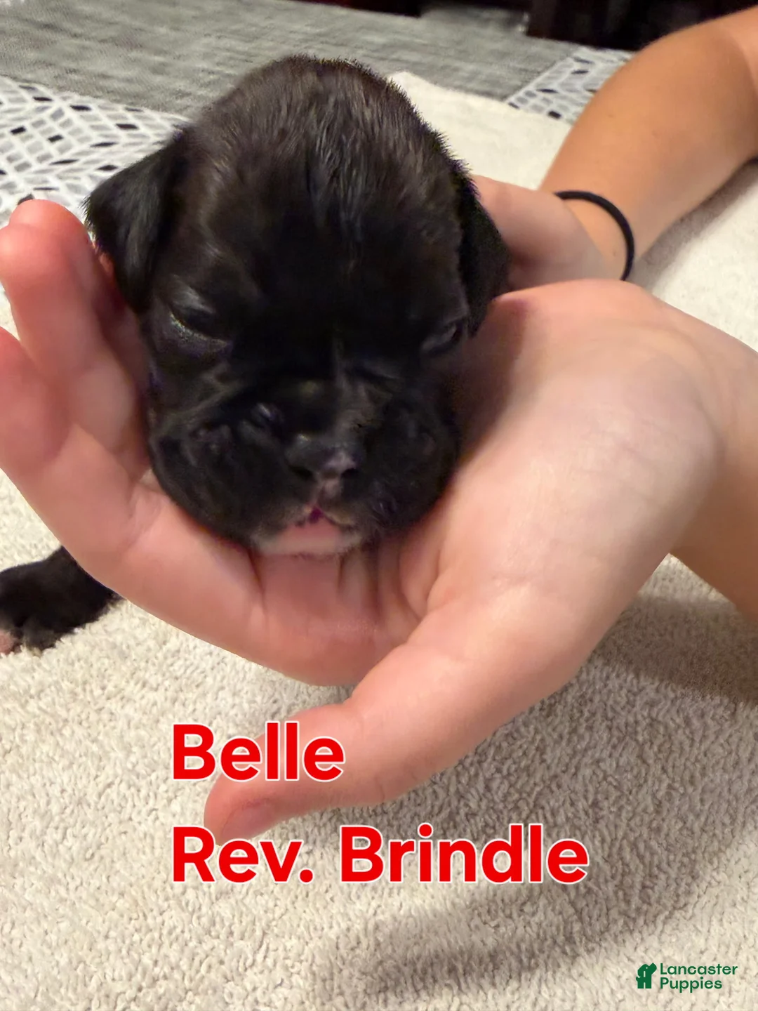 Boxer dogs for sale: Belle - Ad 1