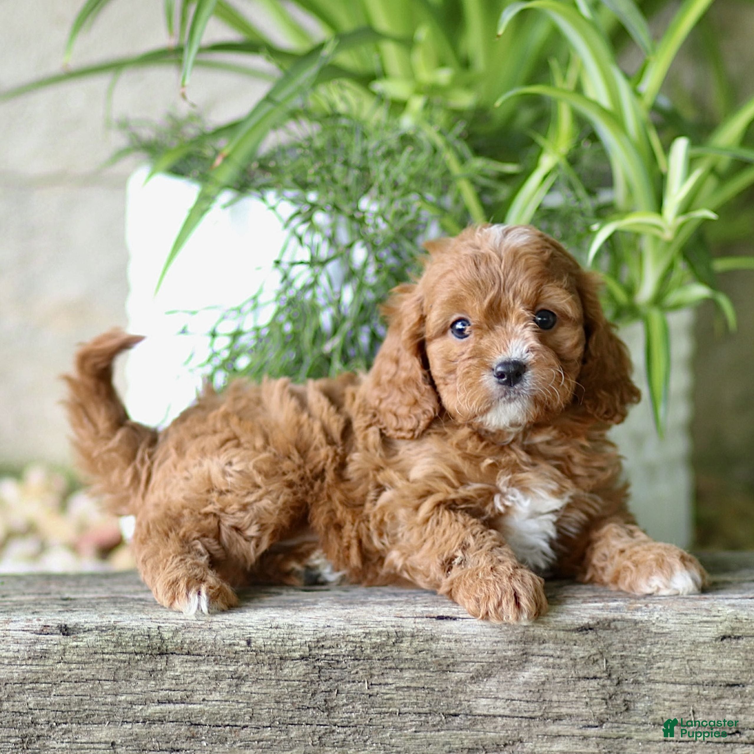 Cavapoo dogs for sale: Cleo  - Ad 3
