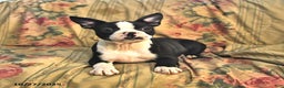 Boston Terrier dogs for sale: Molly - Ad 5