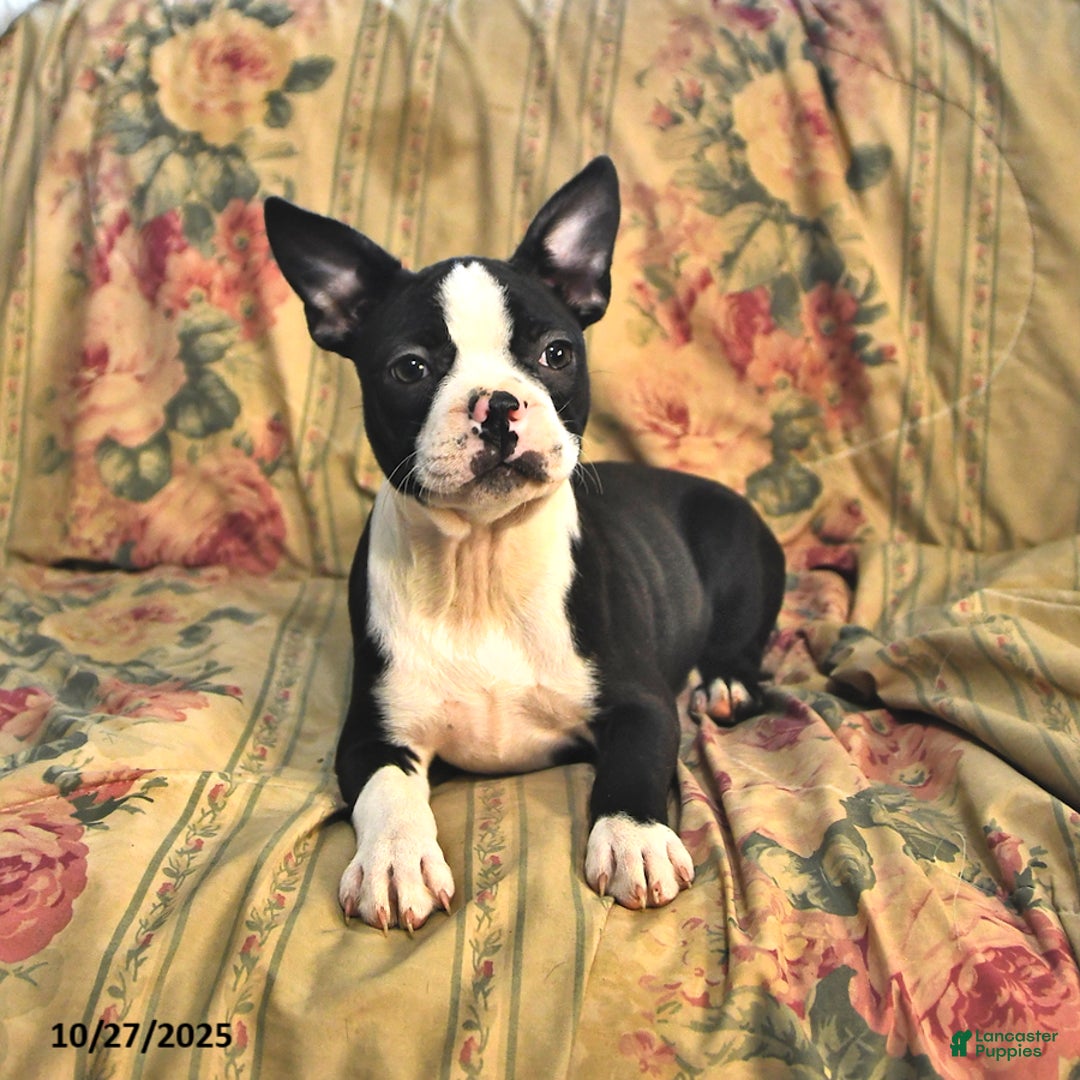 Boston Terrier dogs for sale: Molly - Ad 5