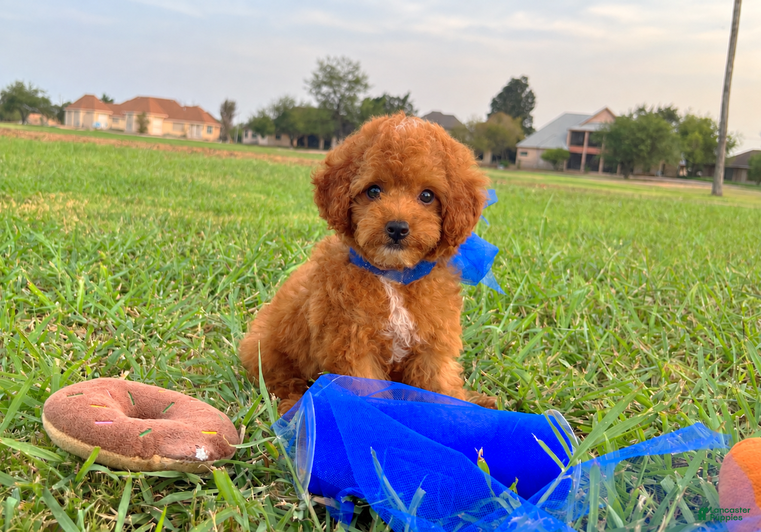 Toy Poodle dogs Romeo - Ad 9