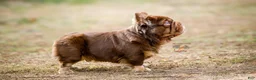 French Bulldog dogs for sale: Selene - Ad 5