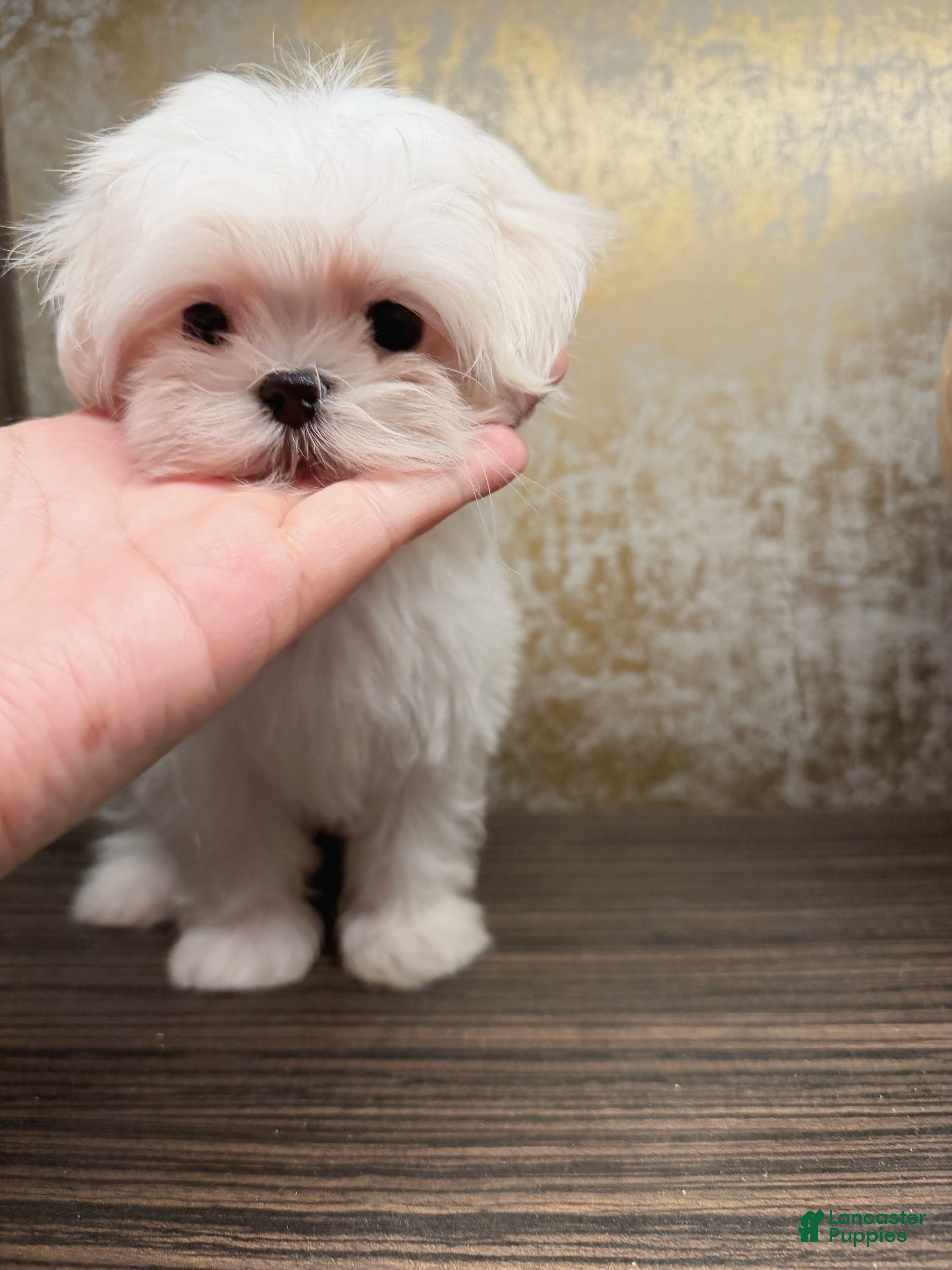 Maltese dogs Frost - Ad 2