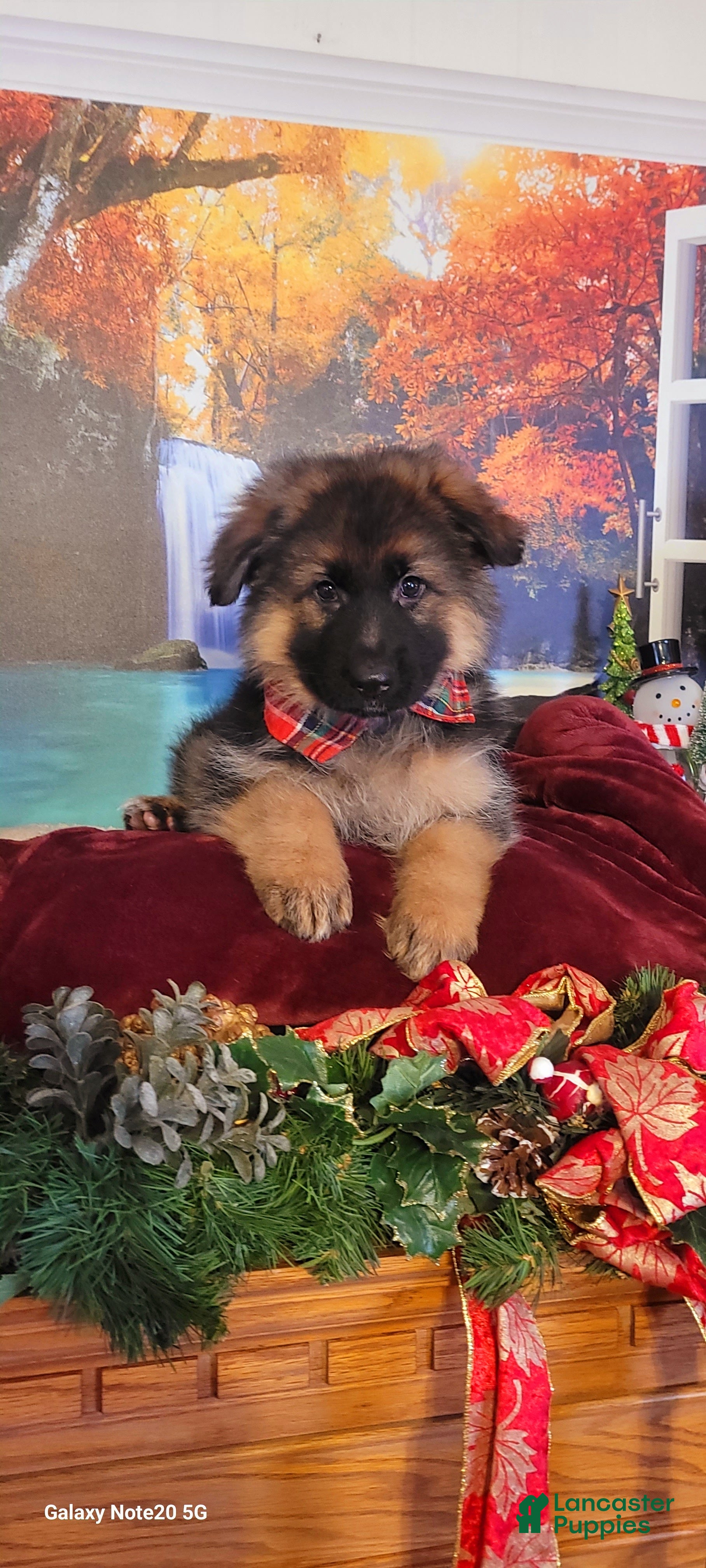 German Shepherd dogs Tiny Tim - Ad 24