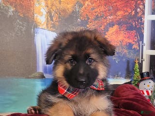 German Shepherd dogs Tiny Tim - Ad 10