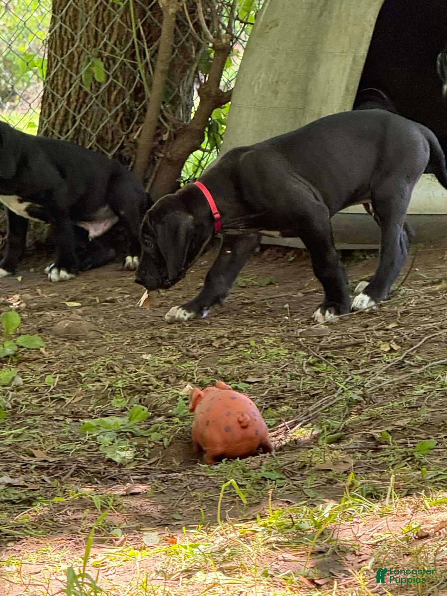 Great Dane dogs Black Male 2 - Ad 2