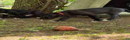 Great Dane dogs for sale: Black Male 2 - Ad 2