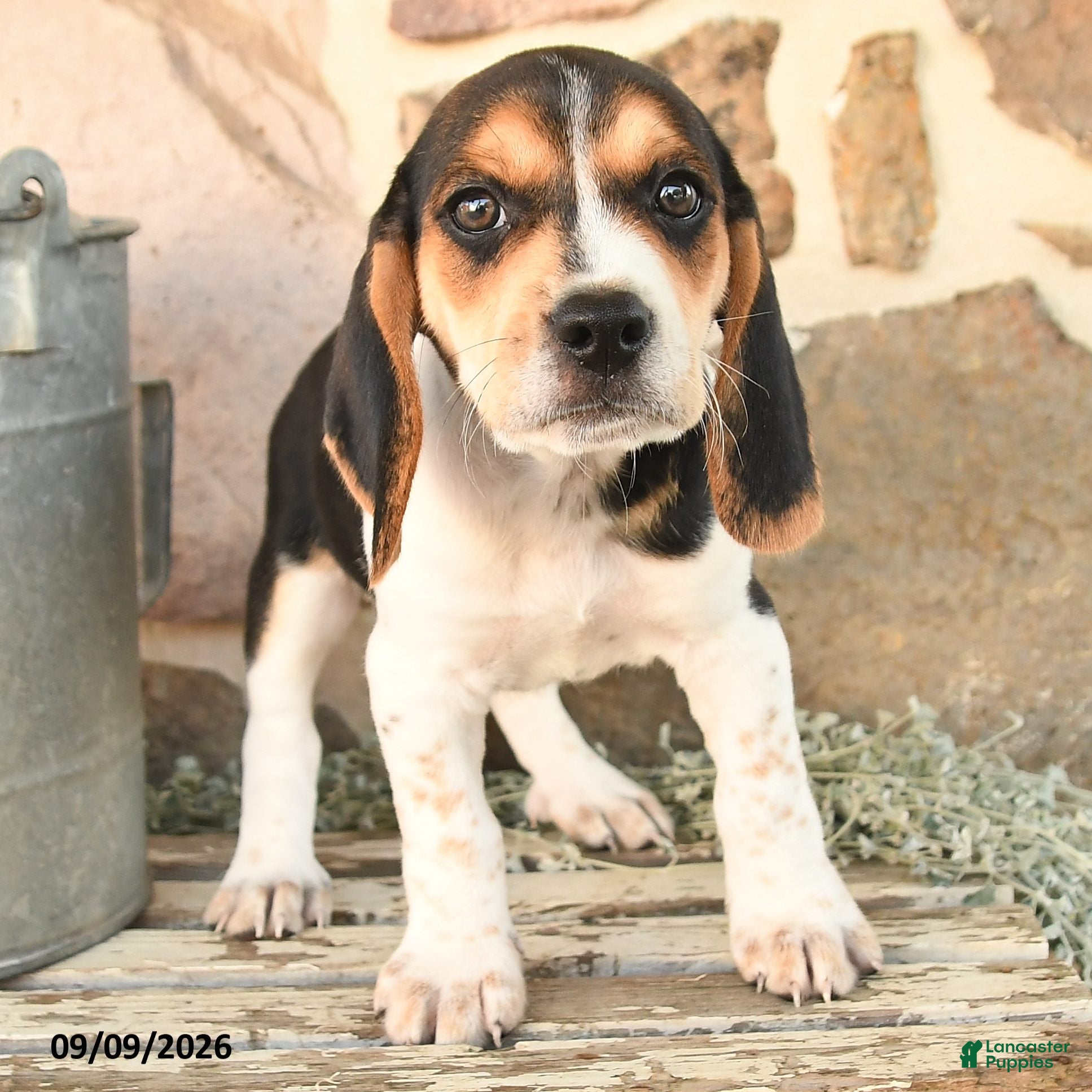 Beagle dogs Max - Ad 2