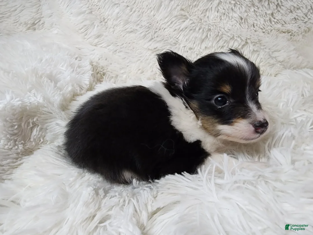 Shetland Sheepdog dogs for sale: Macke - Ad 2