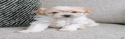 Havanese dogs for sale: Max - Ad 4