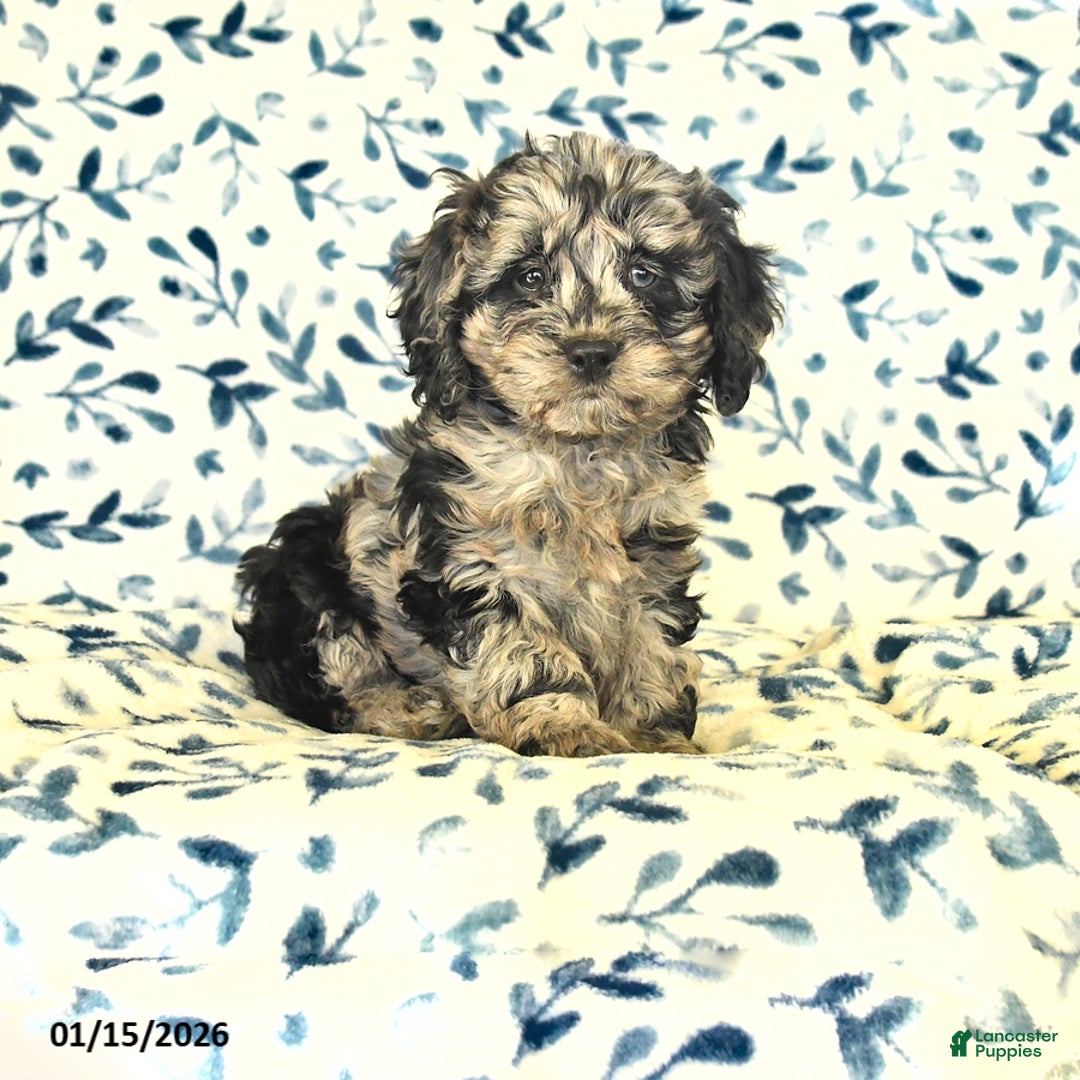 Cockapoo dogs for sale: Ivy - Ad 1