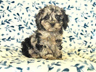 Cockapoo dogs Ivy - Ad 20