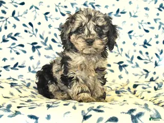 Cockapoo dogs Ivy - Ad 11