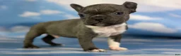 Frenchton dogs for sale: Lionel  - Ad 3