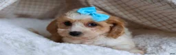 Cavachon dogs for sale: RUSTY - Ad 7