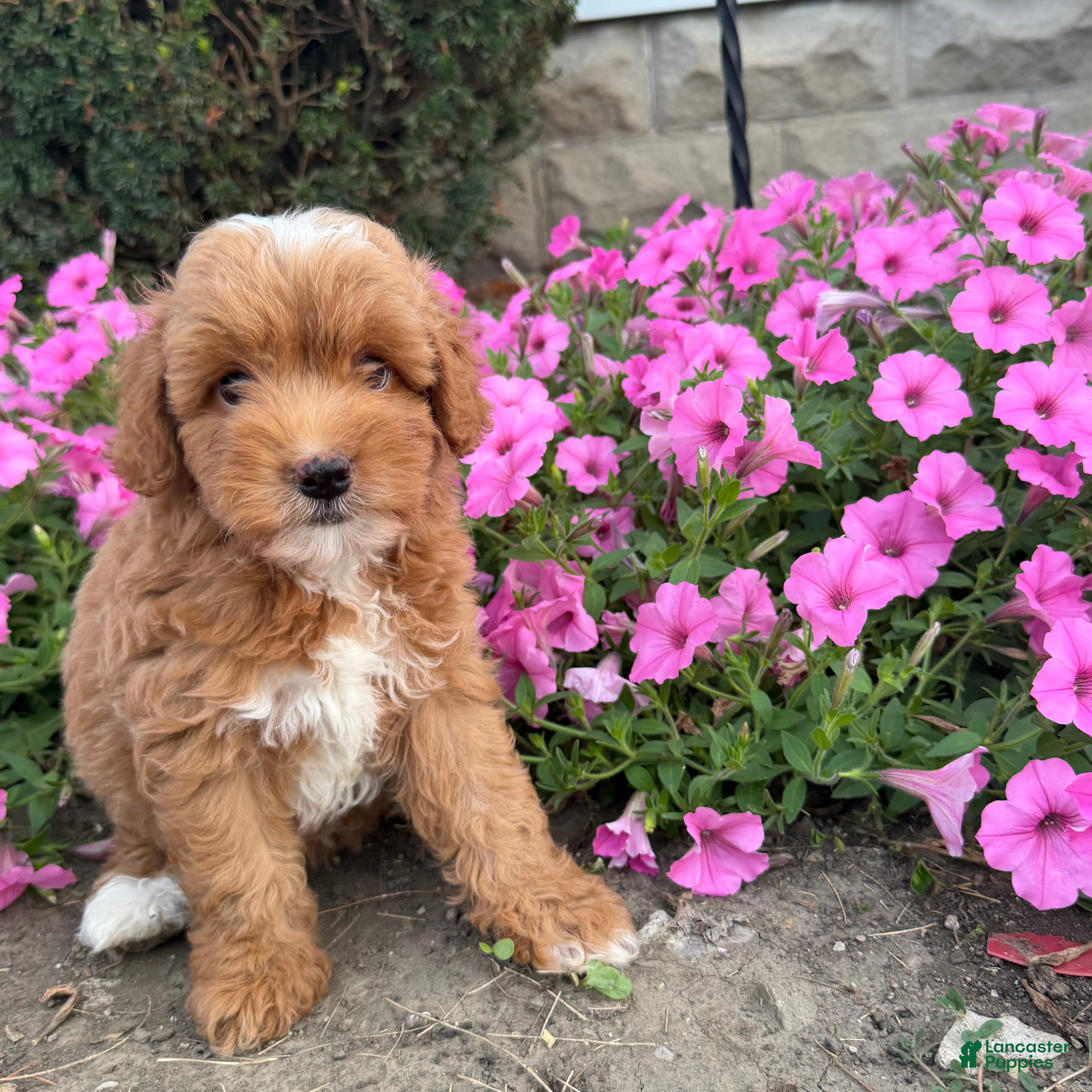 Mini Goldendoodle dogs Moose Mini Goldendoodle  - Ad 1