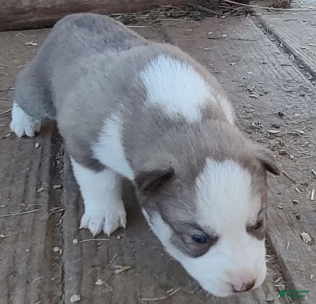 Siberian Husky dogs for sale: Siberian Husky Puppy 7 - Ad 7
