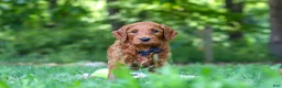 Goldendoodle dogs for sale: Evan - Ad 5