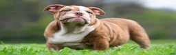 English Bulldog dogs for sale: Hulk - Ad 94