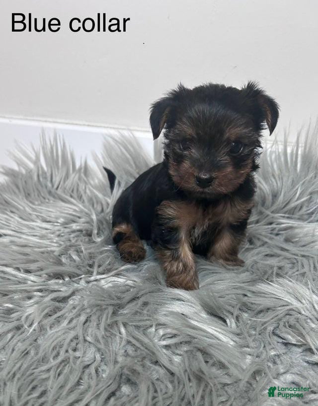 Yorkshire Terrier dogs Trixie  - Ad 22