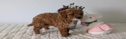 Mini Goldendoodle dogs for sale: Lyla - Ad 9