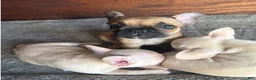 French Bulldog dogs for sale: LIZZIE - FAWN CUTIE IN CALI, USA DELIVERY & FINANCING OPTIONS! - Ad 9