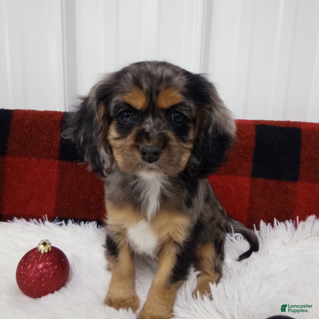 Cockalier dogs for sale: Lola - Ad 2