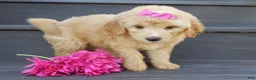 Mini Goldendoodle dogs for sale: Penny (medium) - Ad 7
