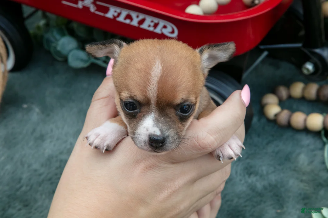 Chihuahua dogs for sale: Haley - Ad 4