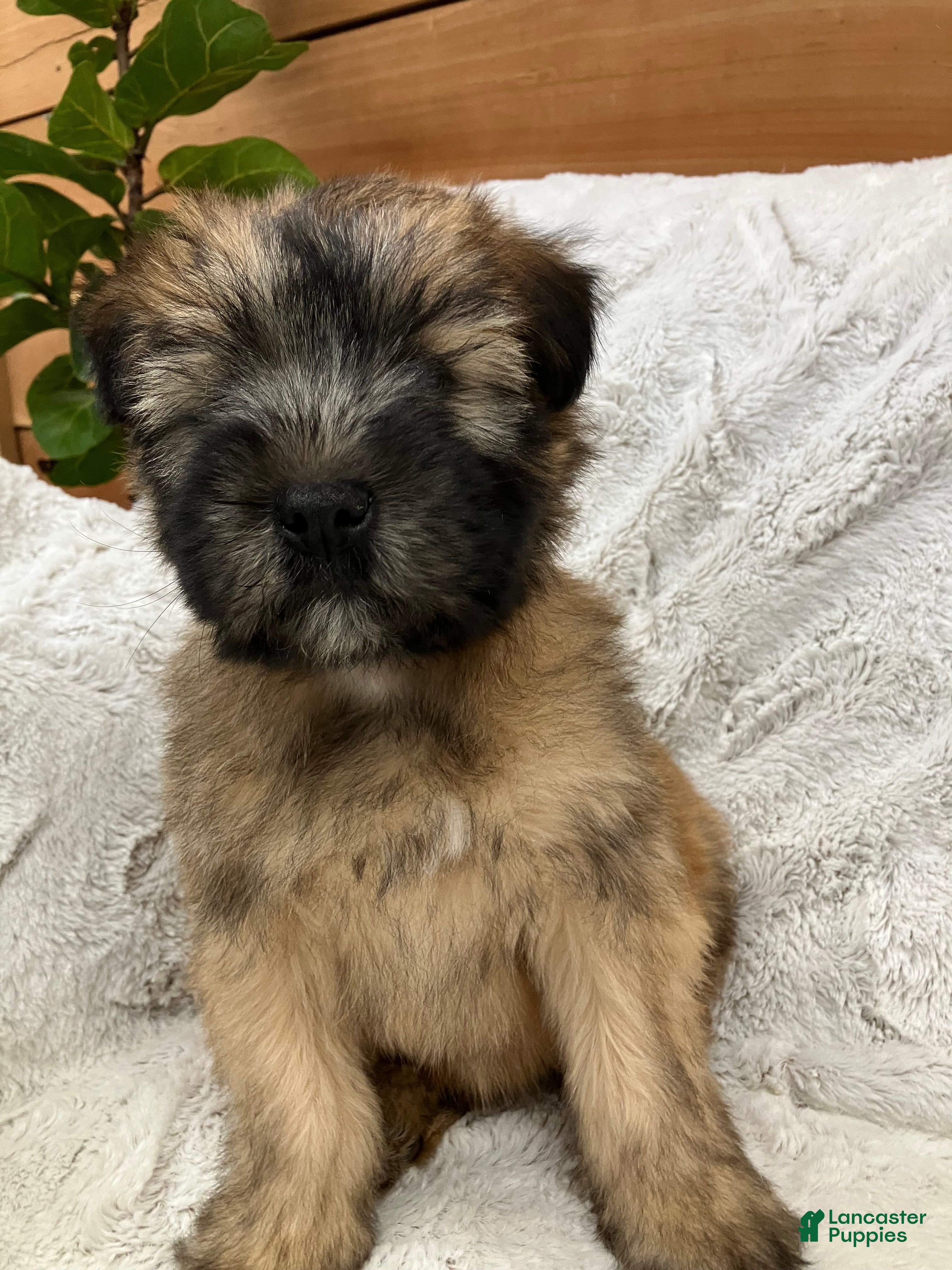 Soft Coated Wheaten Terrier dogs Soft Coated Wheaten Terrier Puppy 1 - Ad 6
