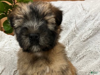 Soft Coated Wheaten Terrier dogs Soft Coated Wheaten Terrier Puppy 1 - Ad 6