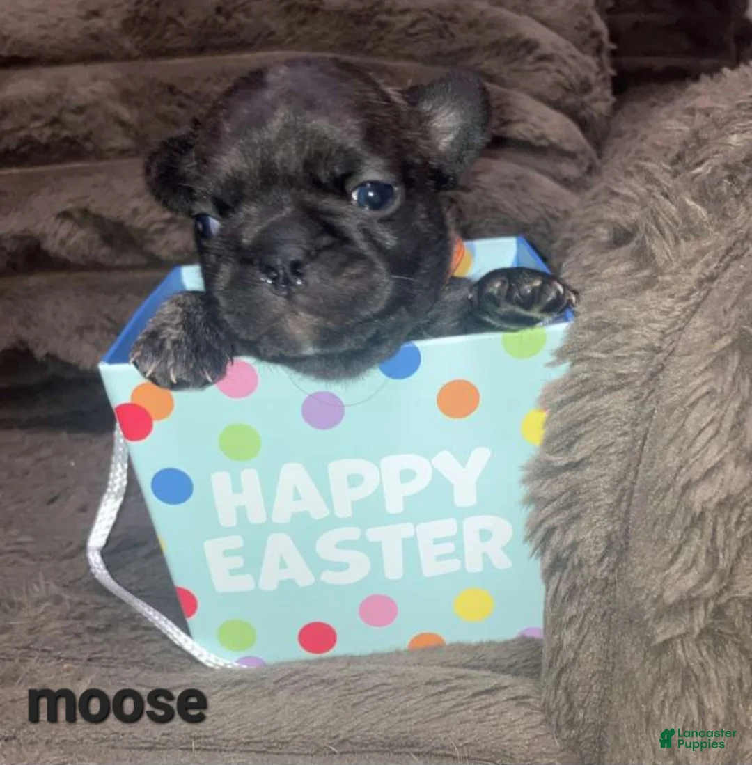 French Bulldog dogs for sale: Moose - Ad 2