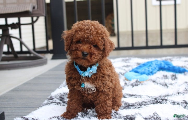Toy Poodle dogs Abaro - Ad 2