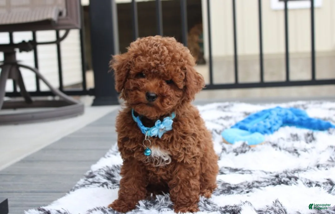 Toy Poodle dogs for sale: Abaro - Ad 2