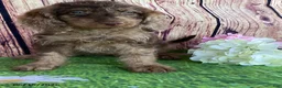 Miniature Labradoodle dogs for sale: Sadie - Ad 2