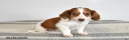 Miniature Dachshund dogs for sale: Domino - Ad 3