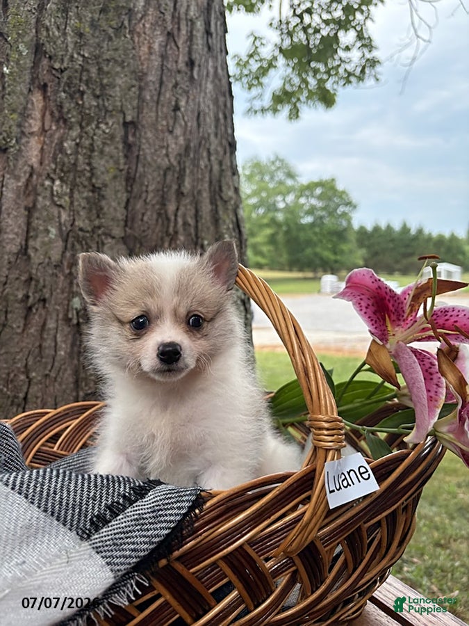 Mixed Breed dogs Luane - Ad 1