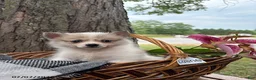Mixed Breed dogs for sale: Luane - Ad 1