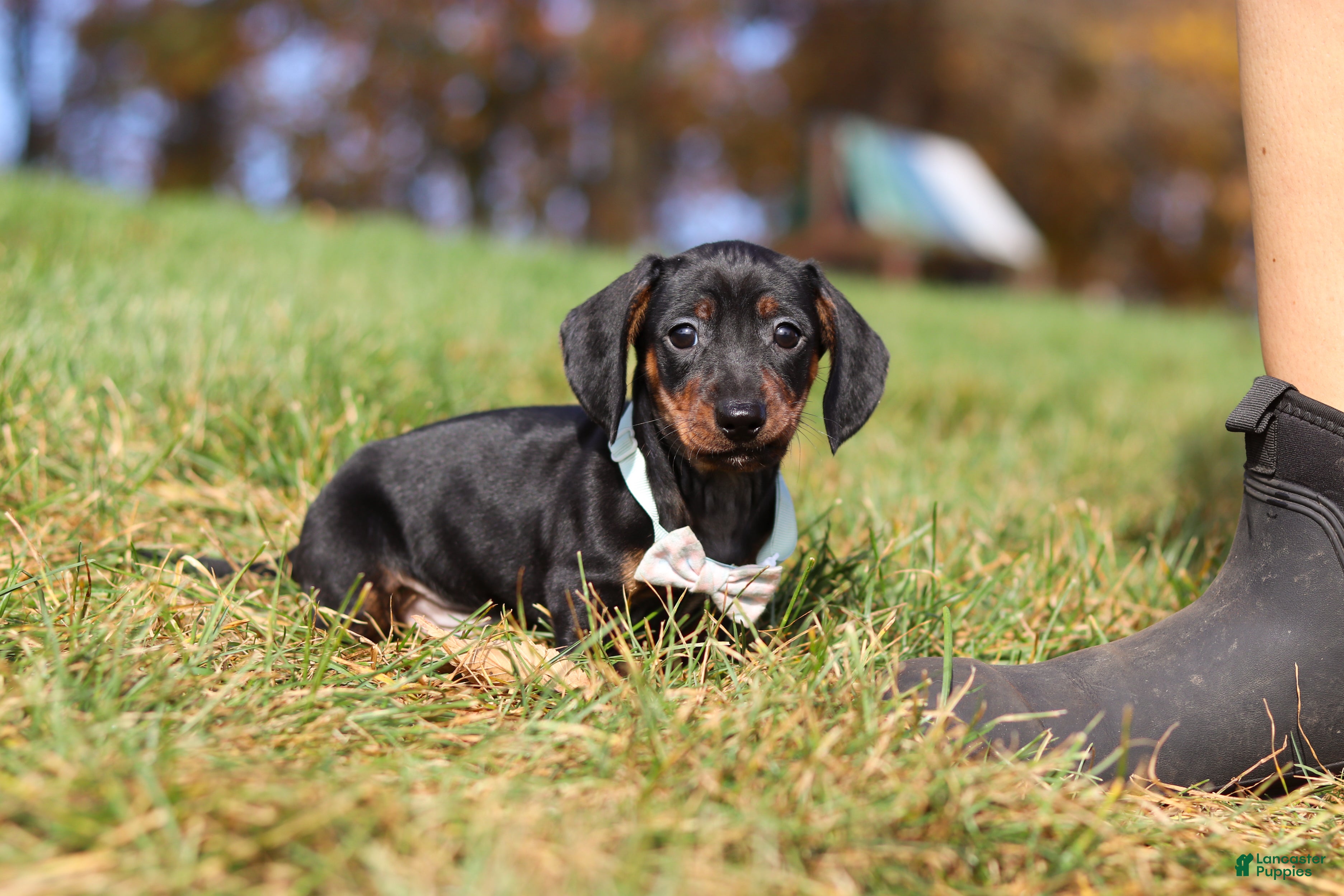 Miniature Dachshund dogs for sale: Jordan - Ad 1